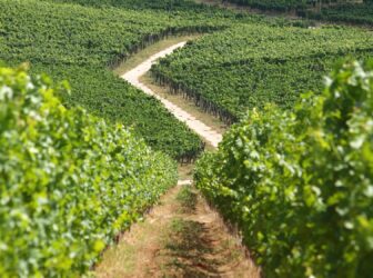 environnement de la vigne