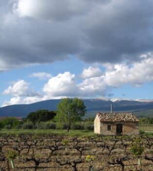 provence-vigne