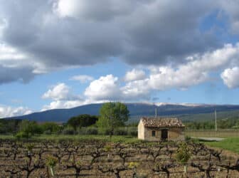 provence-vigne