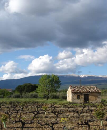 provence-vigne