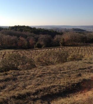 vignoble vallee du rhone