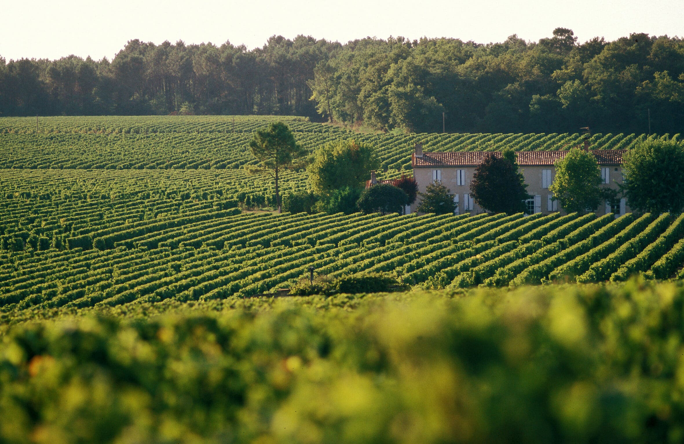 vignes engagement environnemental