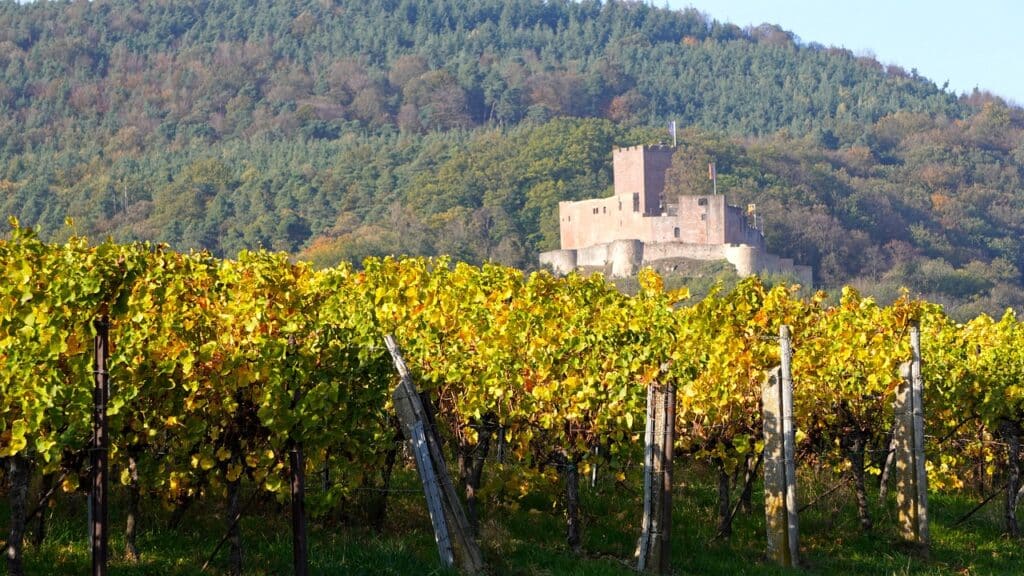 vignoble fête viticole