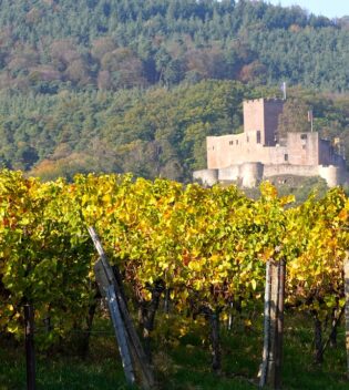 vignoble fête viticole