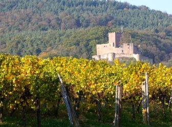 vignoble fête viticole